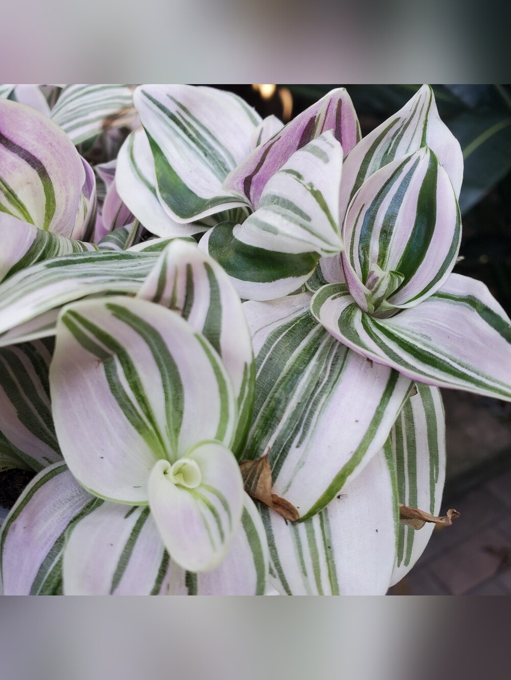 Tradescantia "FEELING DREAMY"  In 3.5" Planter AKA Tradescantia Unicorn